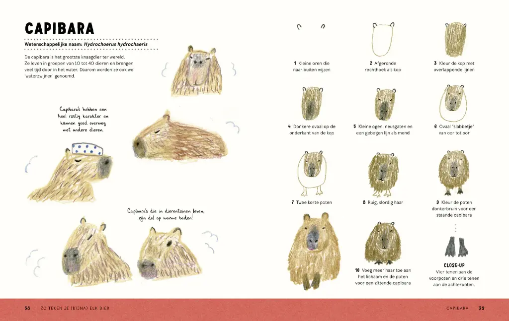 Zo teken je (bijna) elk dier. Stap voor stap leren tekenen 2.webp