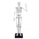 Squelette 45 cm