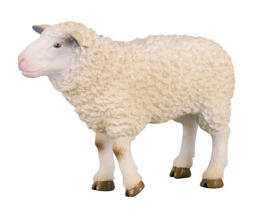 [CO-0082] Mouton